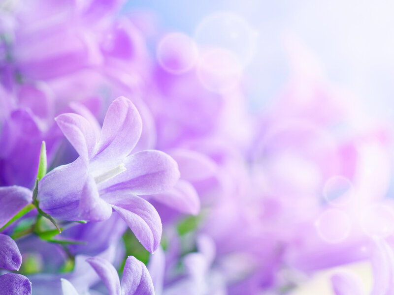 Purple Bell Flowers — Serene, Morning