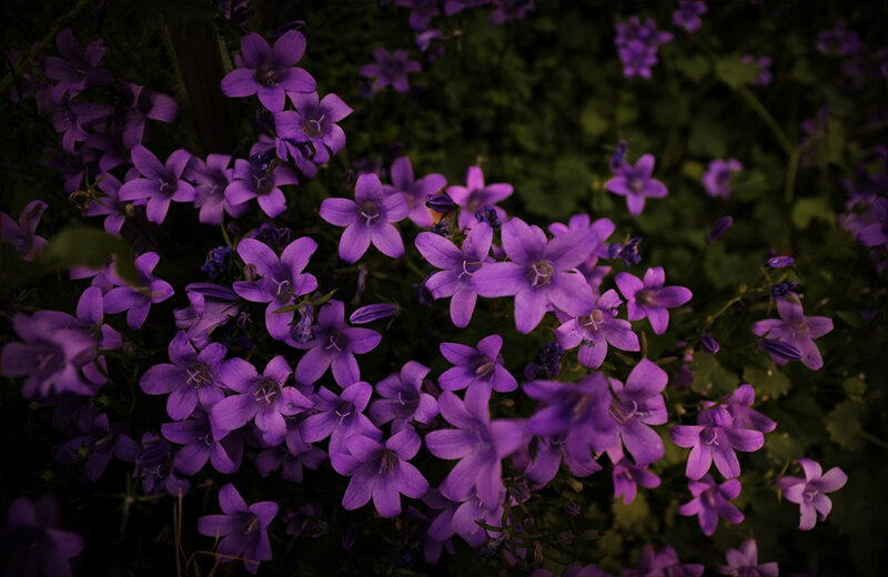 Purple Bell Flowers — Serene, Night, Photograph