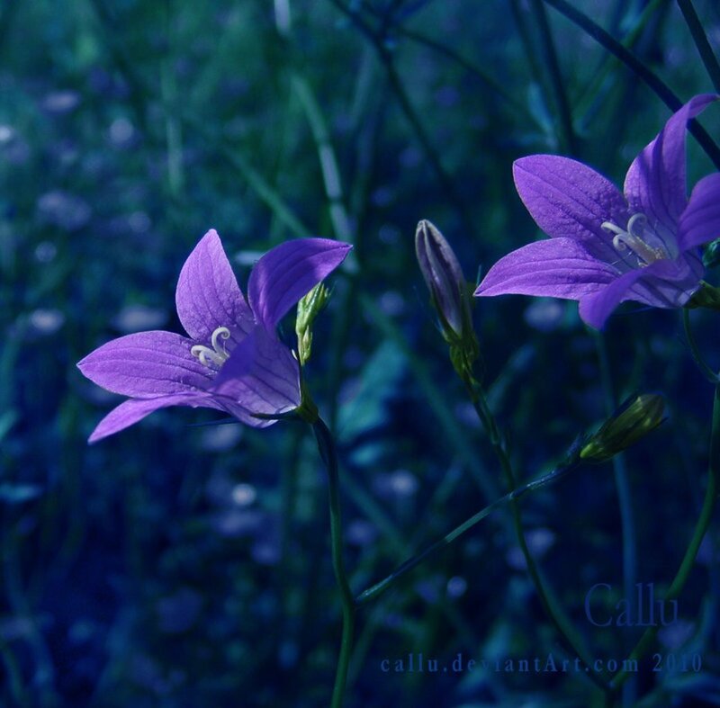 Purple Bell Flowers — Serene, Night