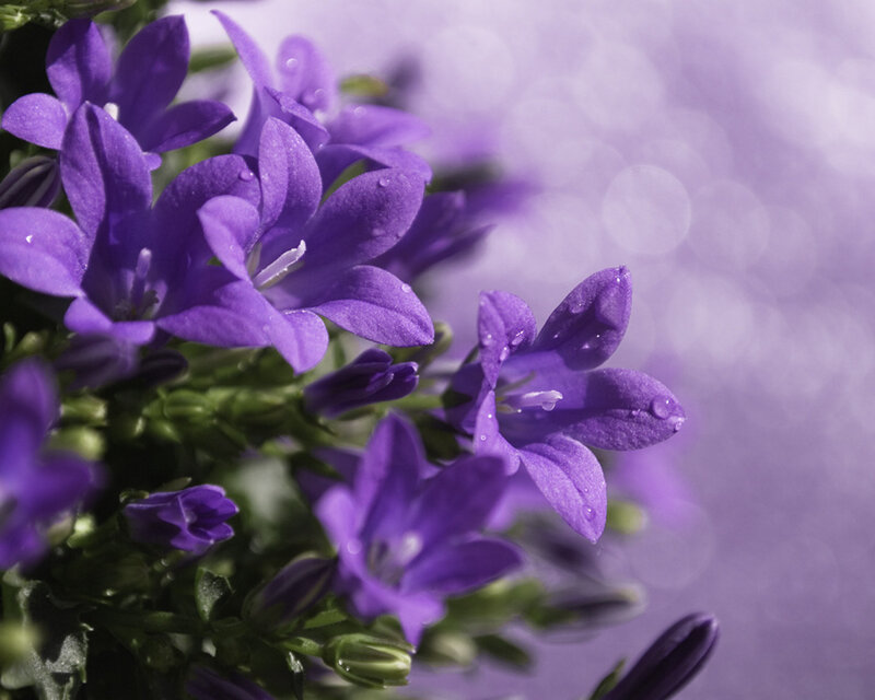 Purple Bell Flowers — Serene, Photograph, Buds