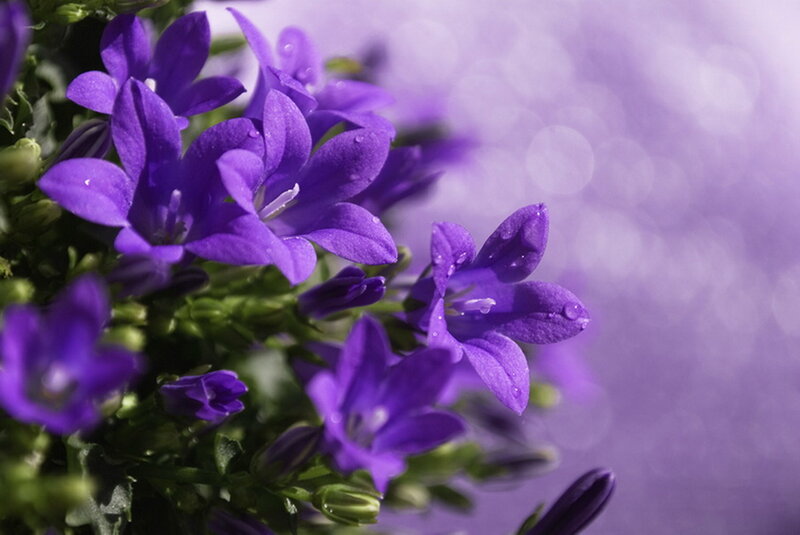 Purple Bell Flowers — Serene, Photograph, Green Leaves