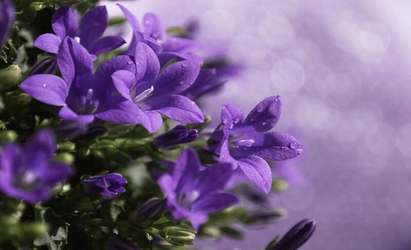 Purple Bell Flowers — Serene, Photograph, Leaves, Water Droplets