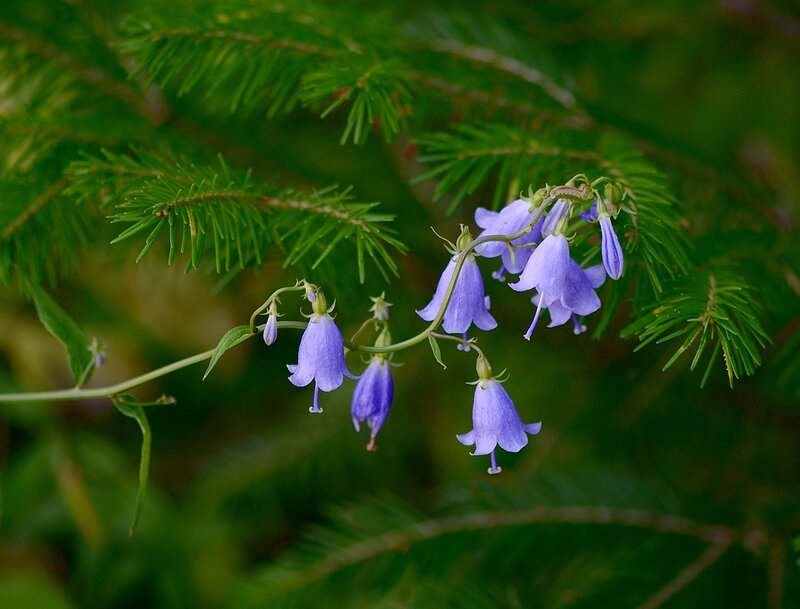 Purple Bell Flowers — Serene, Photograph, Pine Needles