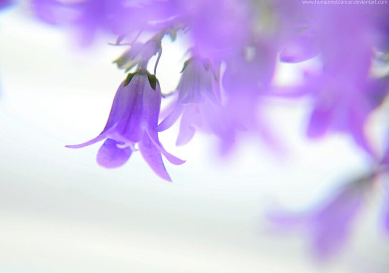 Purple Bell Flowers — Serene, Photograph, Stem