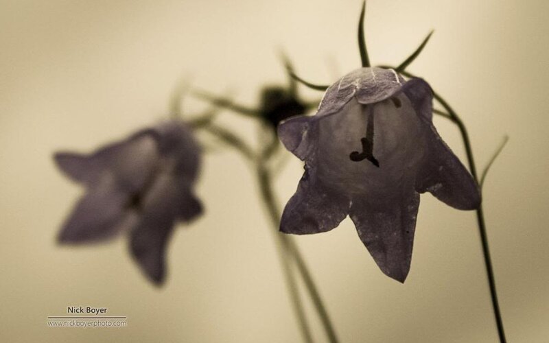 Purple Bell Flowers — Serene, Photograph, Stems, Background