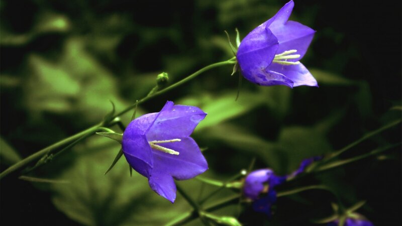 Purple Bell Flowers — Serene, Photograph, Stems
