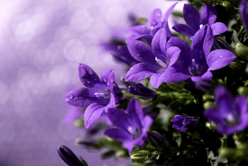 Purple Bell Flowers — Serene, Photograph