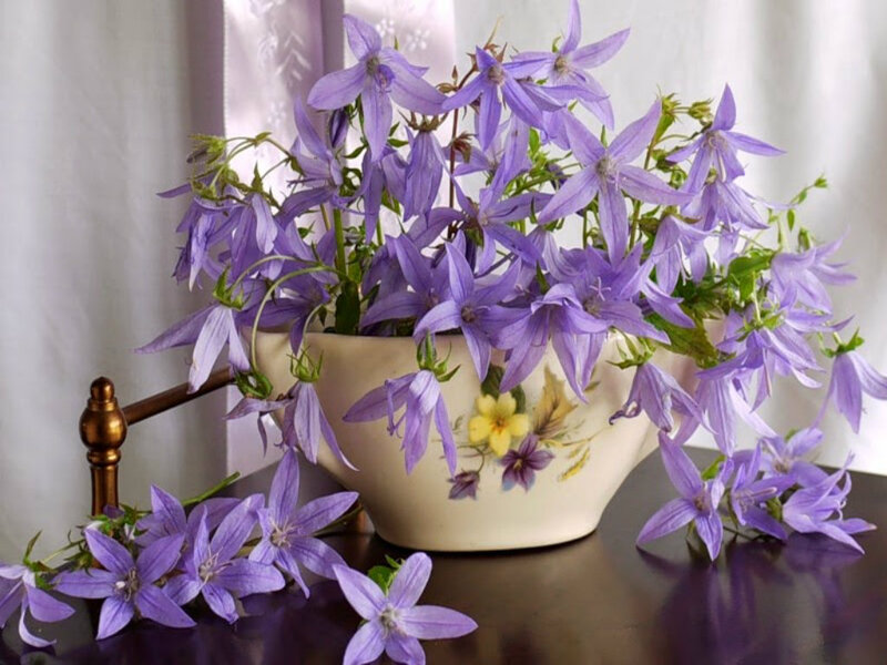 Purple Bell Flowers — Serene, Photograph, Vase