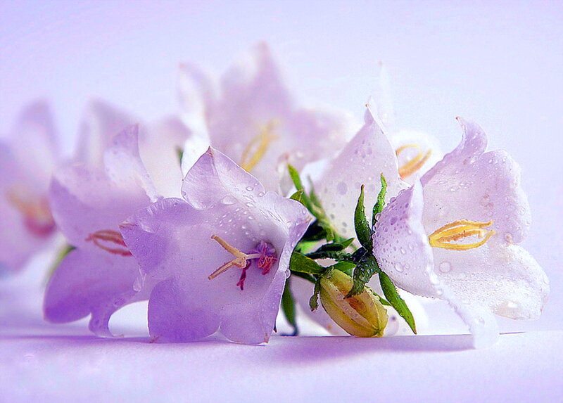 Purple Bell Flowers — Serene, Photograph, Water Droplets