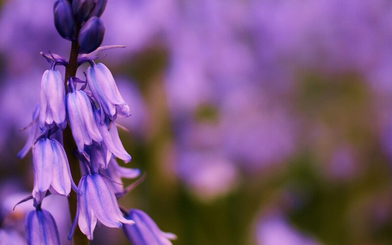 Purple Bell Flowers — Serene, Spring, Photograph, Flower