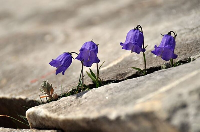 Purple Bell Flowers — Serene, Spring, Photograph, Stone