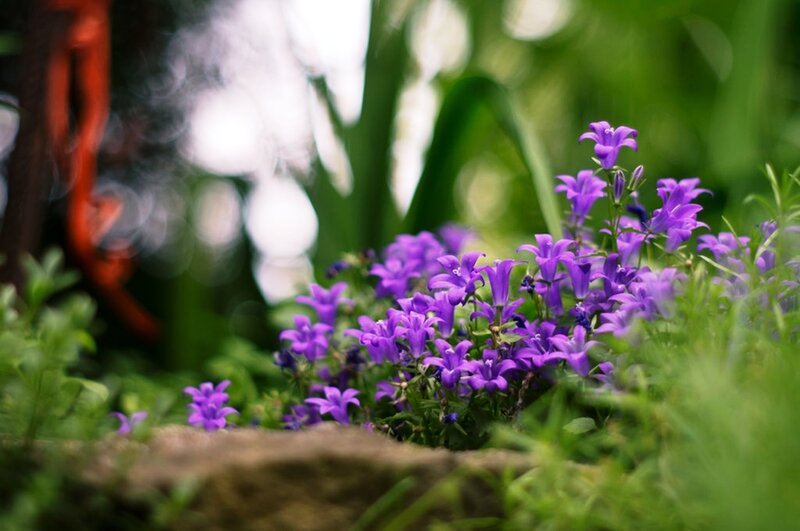 Purple Bell Flowers — Serene, Spring, Photograph