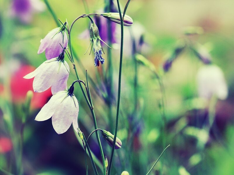 Purple Bell Flowers — Serene, Spring