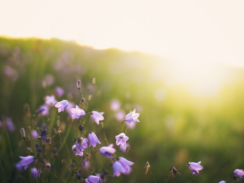 Purple Bell Flowers — Serene, Sunset, Photograph, Green Field