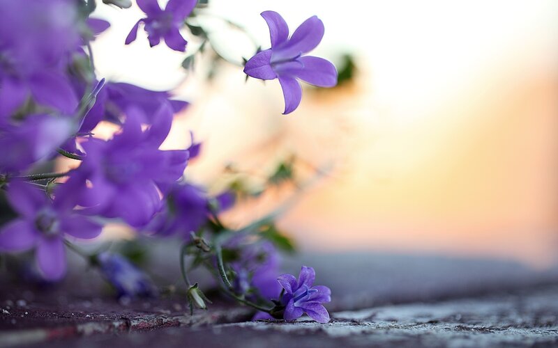 Purple Bell Flowers — Serene, Sunset, Photograph, Wooden Surface