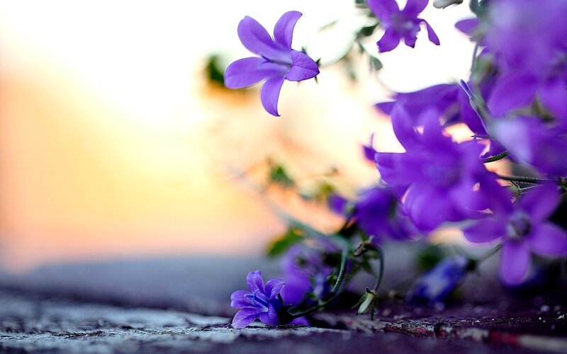 Purple Bell Flowers — Serene, Sunset