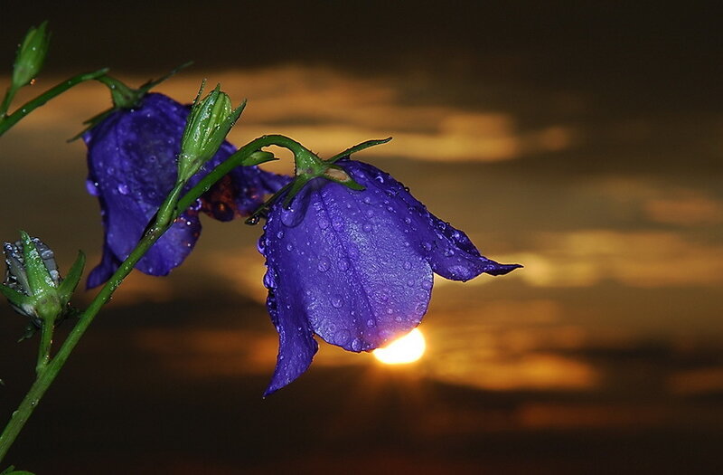 Purple Bell Flowers — Serene