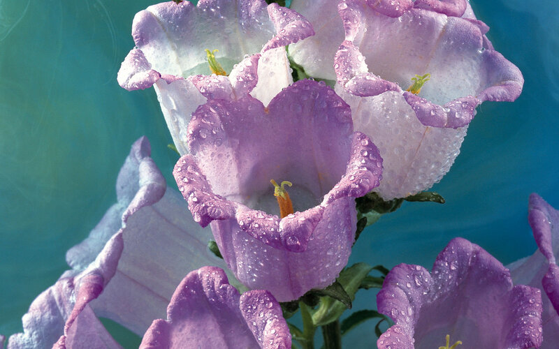 Purple Bell Flowers