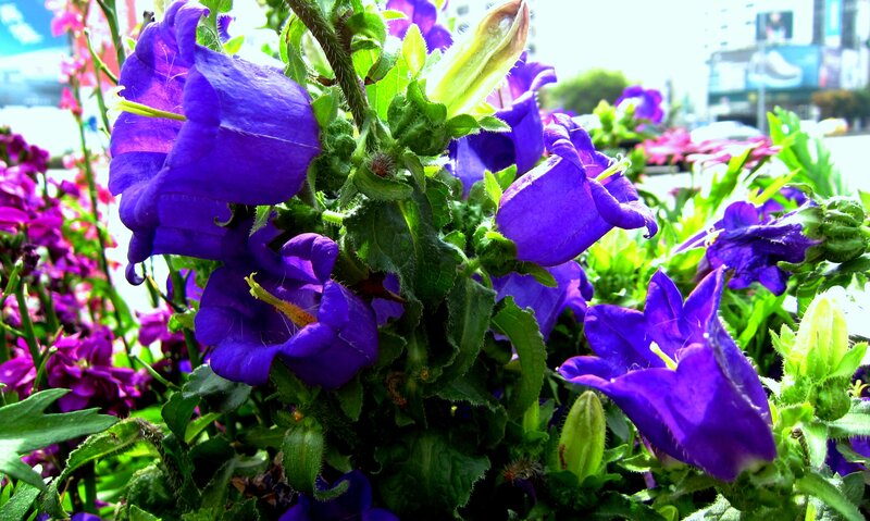 Purple Bell Flowers — Vibrant