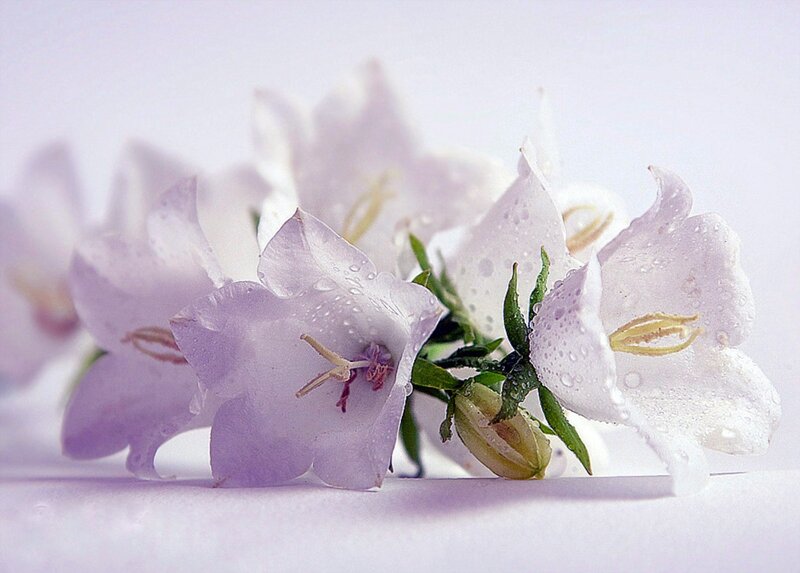 Purple Bell Flowers — White
