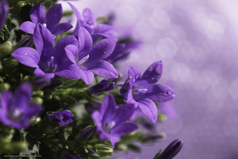 Purple bell flowers with dew