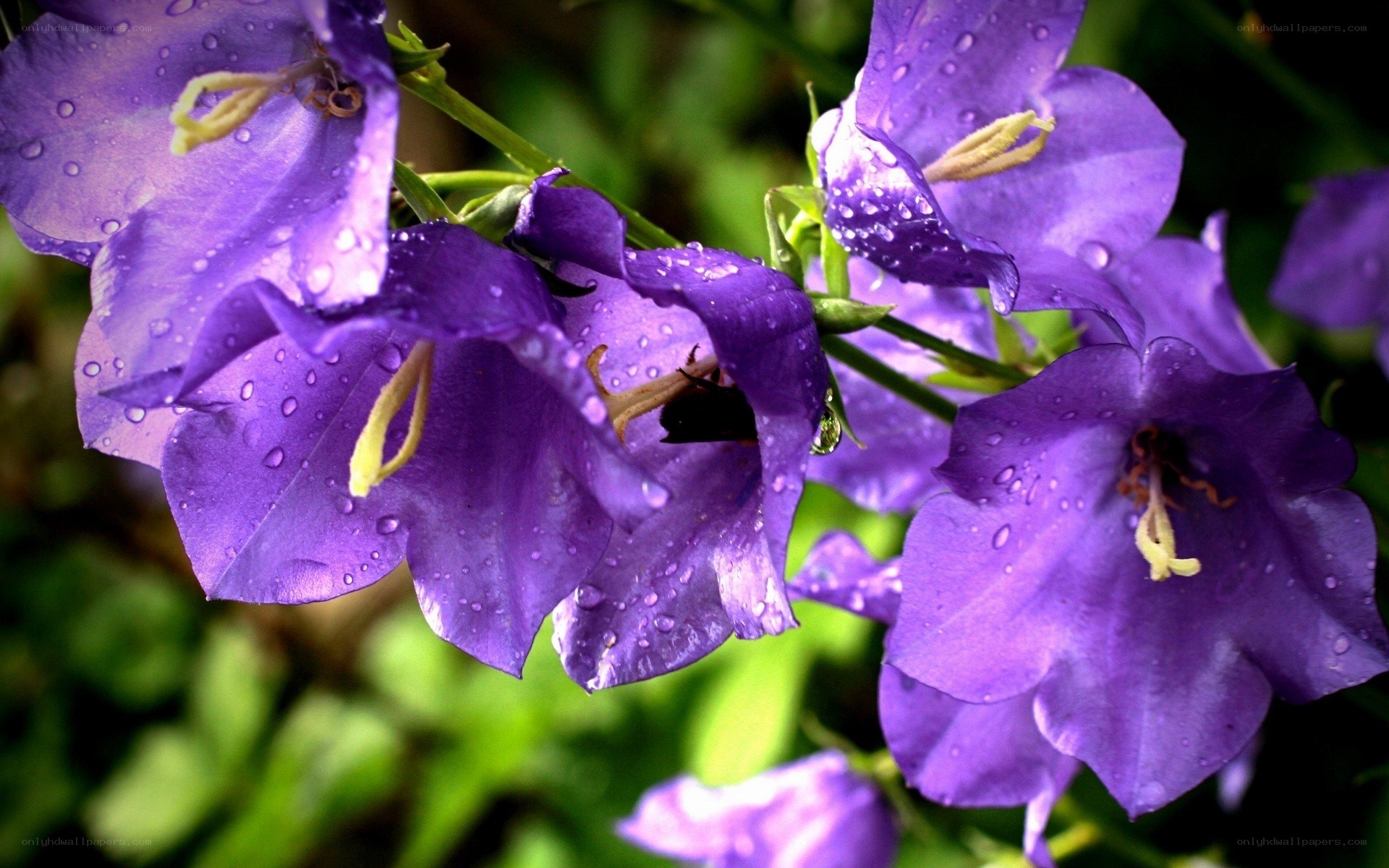 purple bell flowers with dew