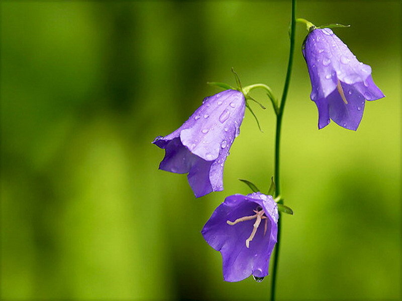 purple bell flowers with dew