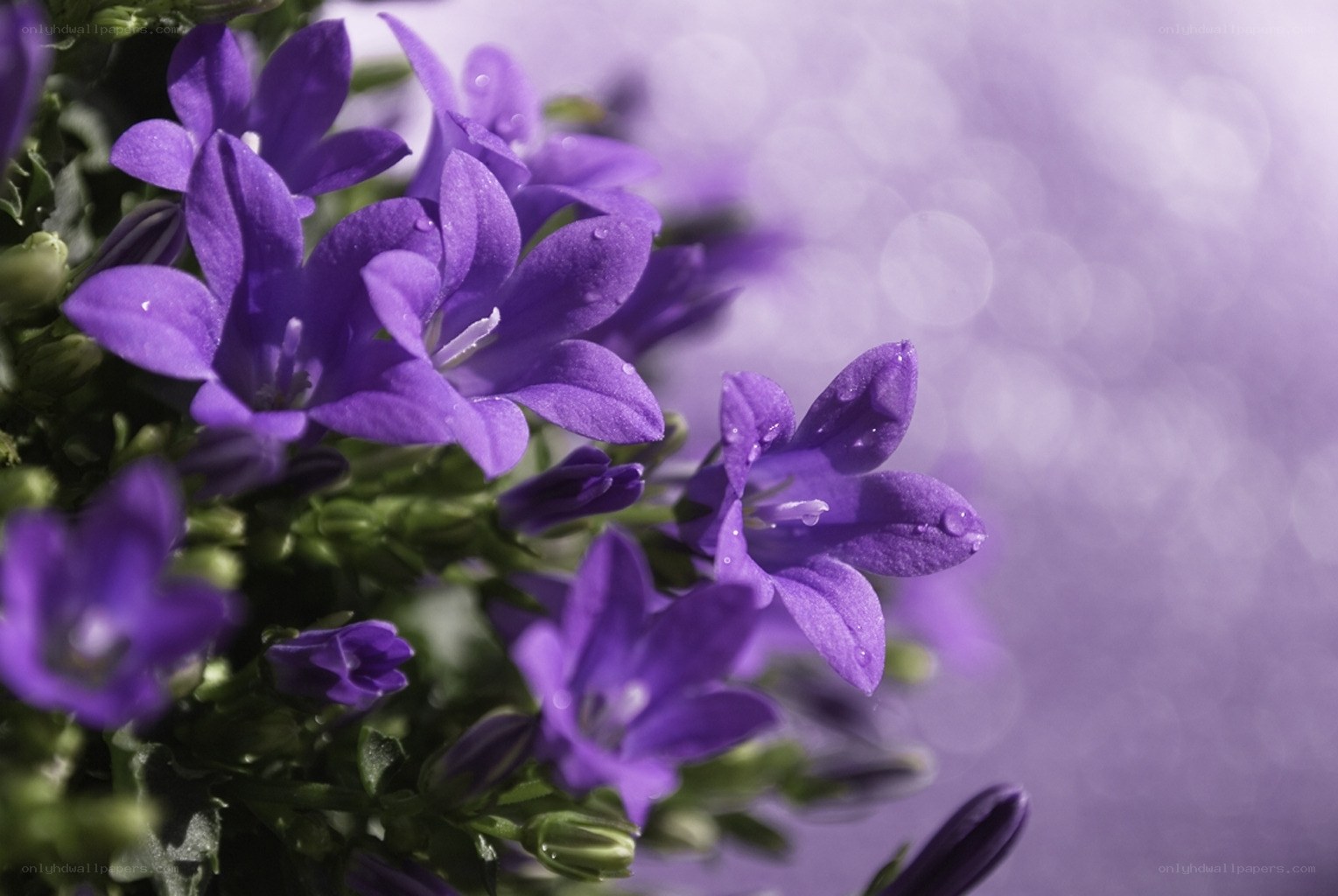 Purple bell flowers with dew