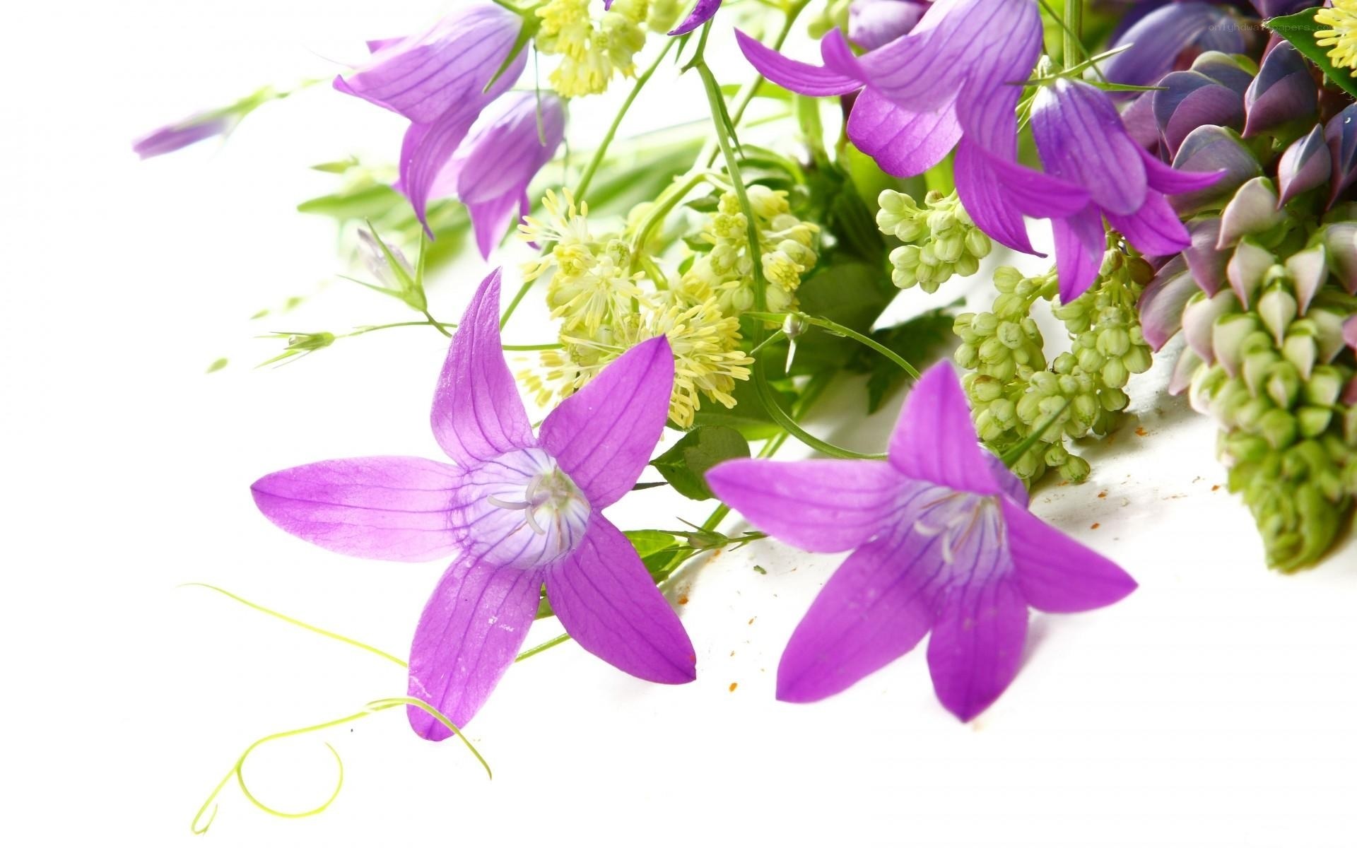 Purple bell flowers with greenery