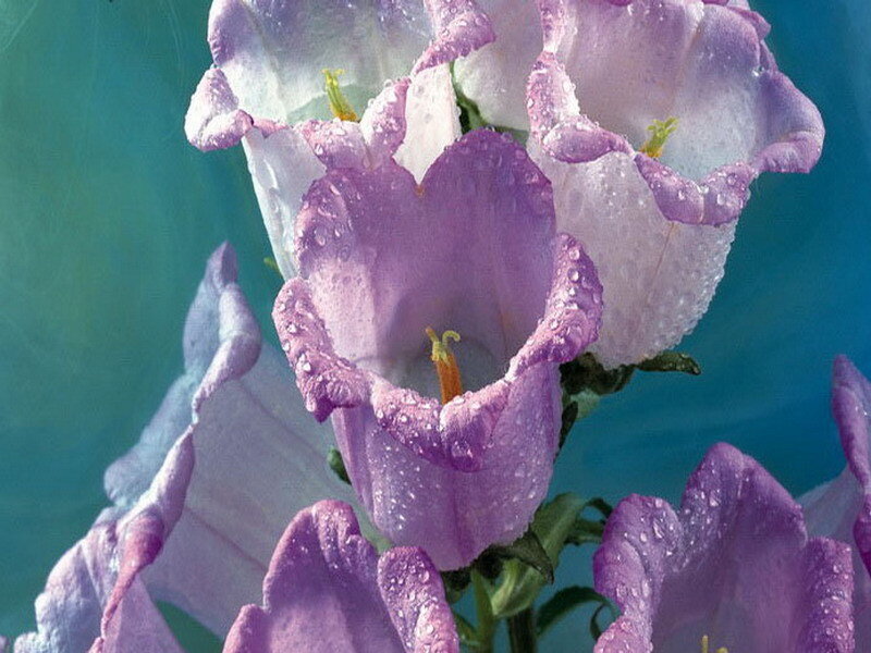 Purple bell flowers with water droplets