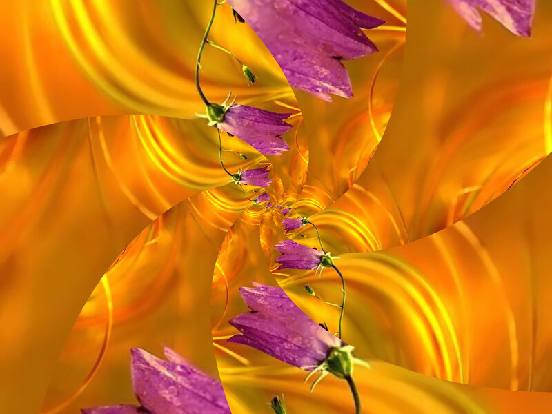 Purple Bell Flowers — Yellow