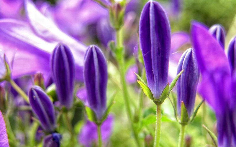 Purple Bell-shaped Flower Buds