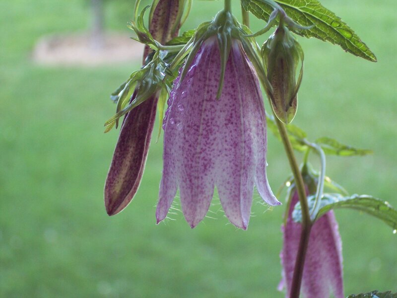 Purple Bell-shaped Flower