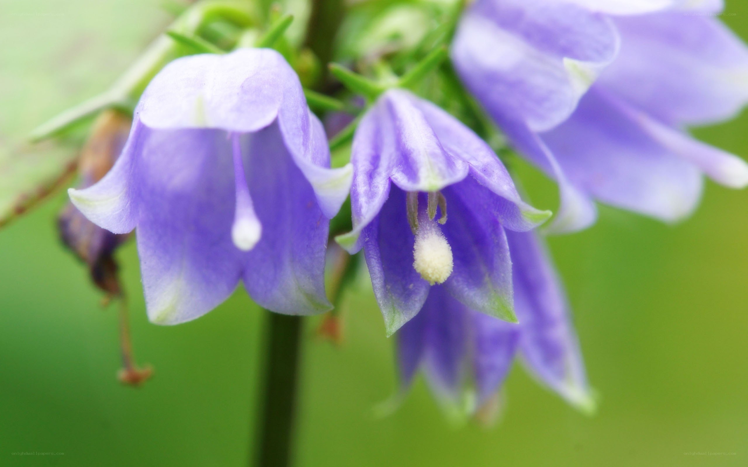 purple bell-shaped flowers