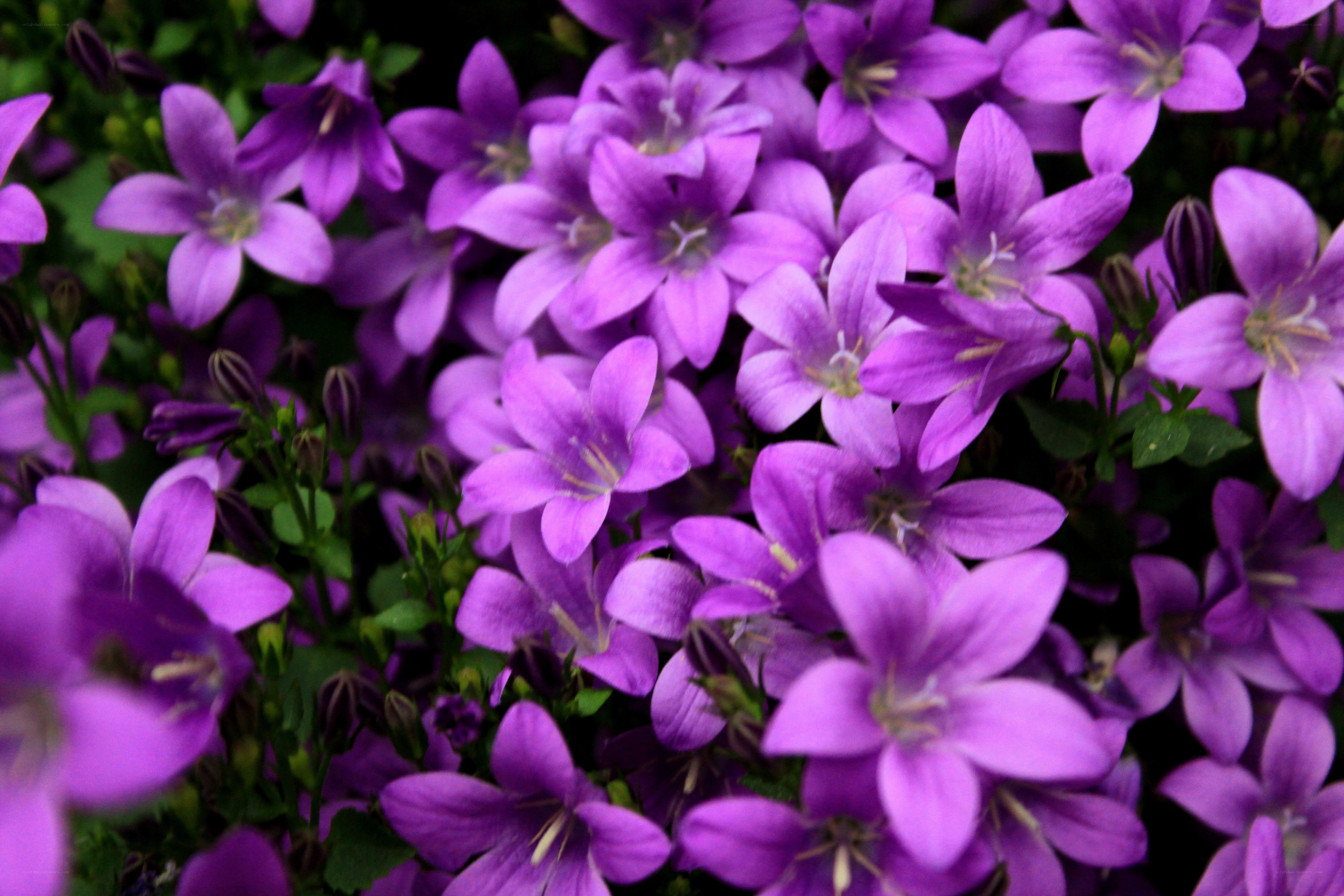 purple bell-shaped flowers