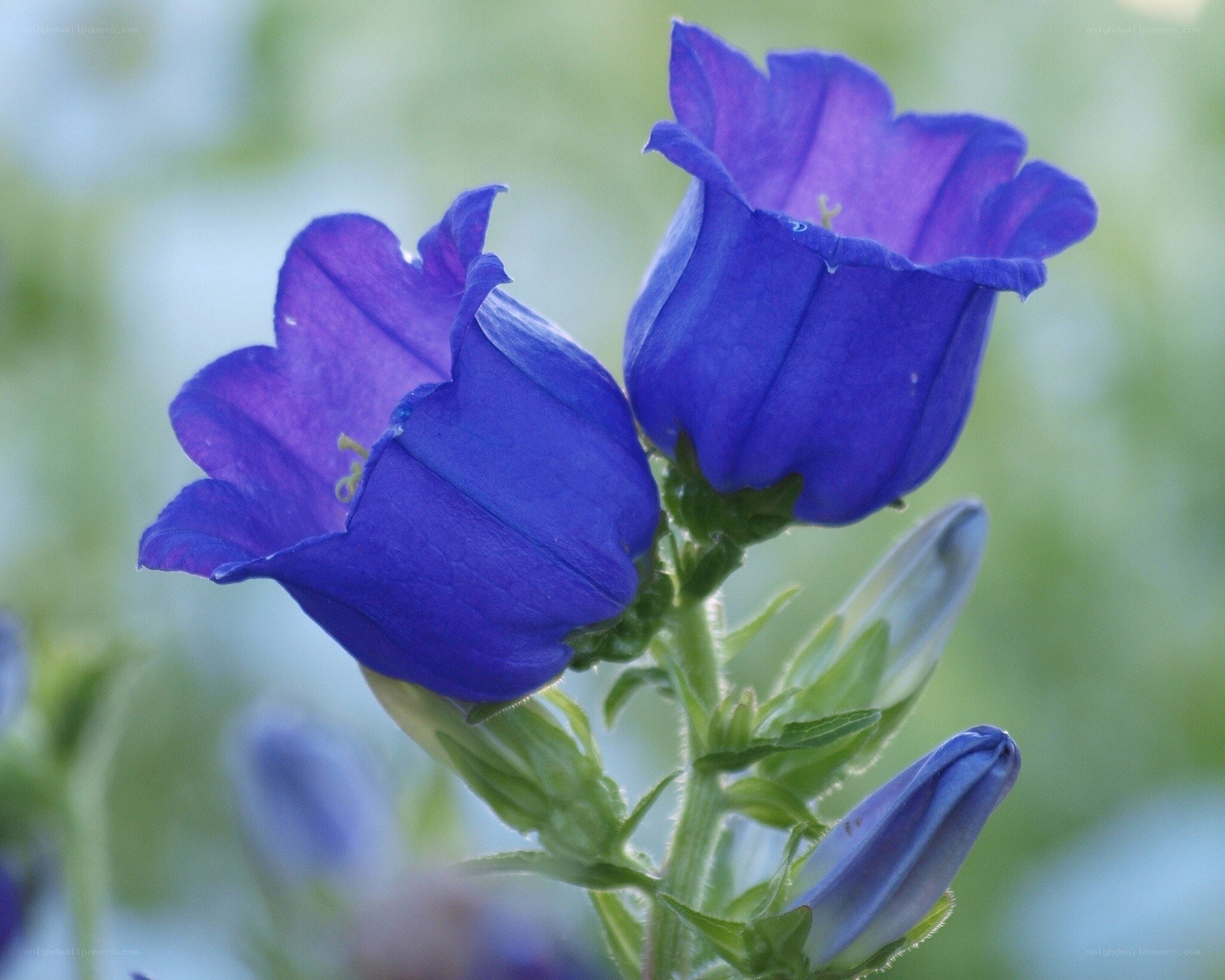 Purple bell-shaped flowers