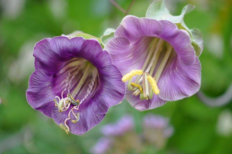 purple bell-shaped flowers