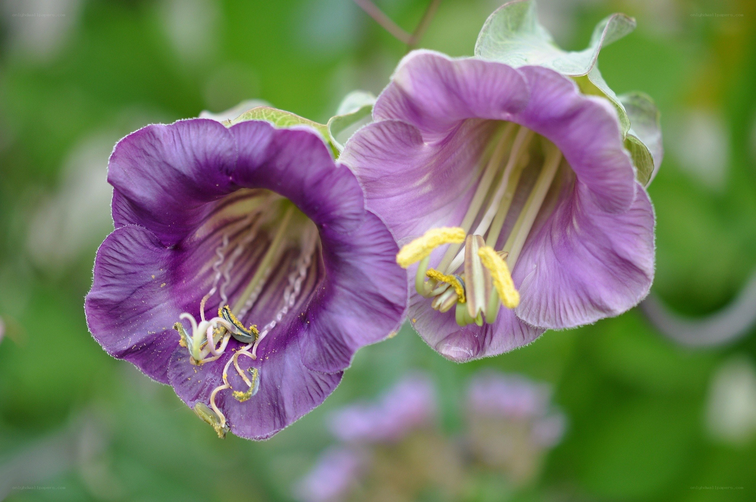 purple bell-shaped flowers
