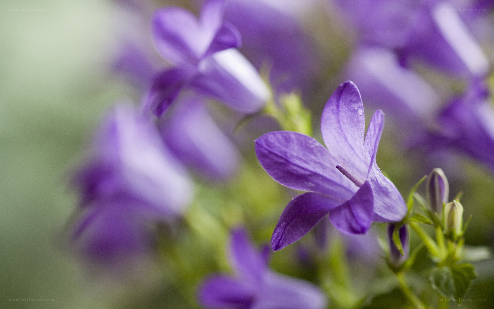purple bell-shaped flowers