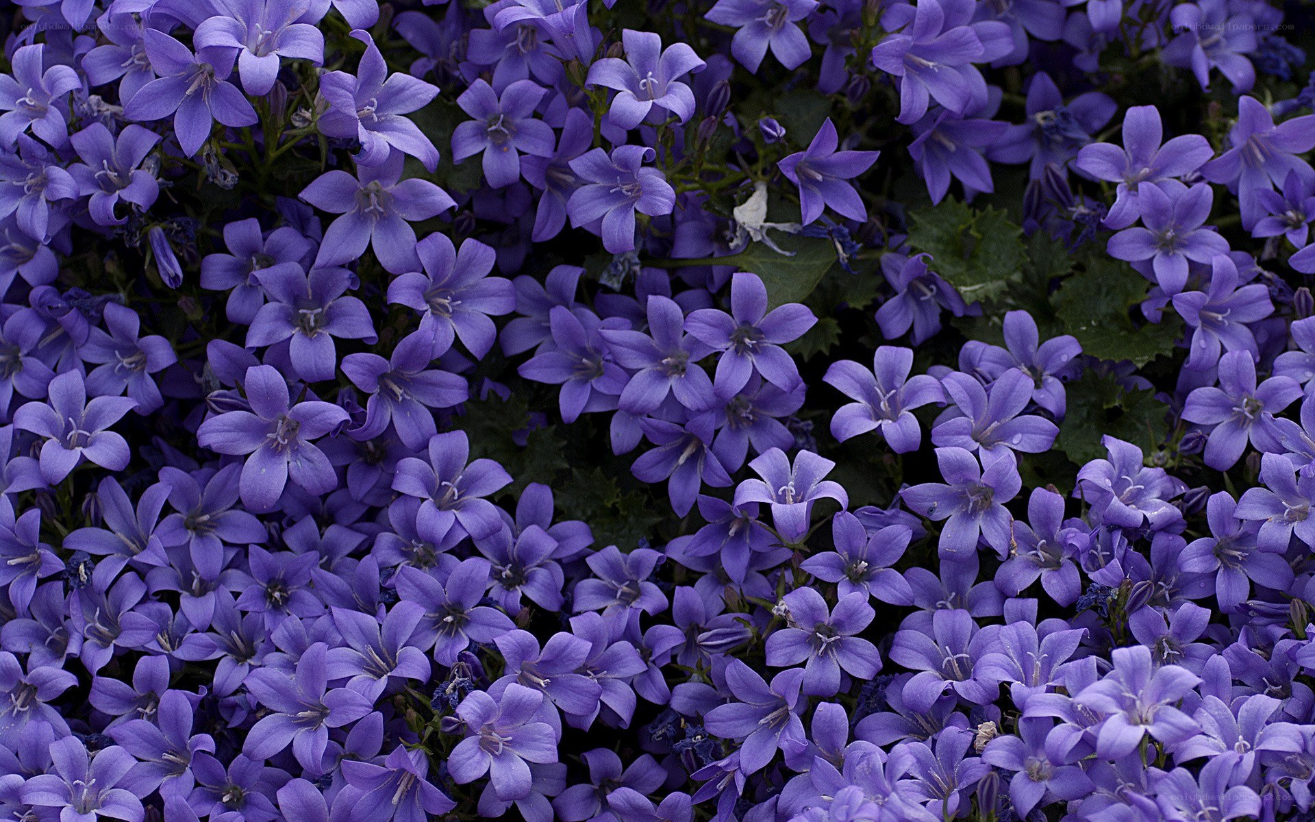 purple bell-shaped flowers