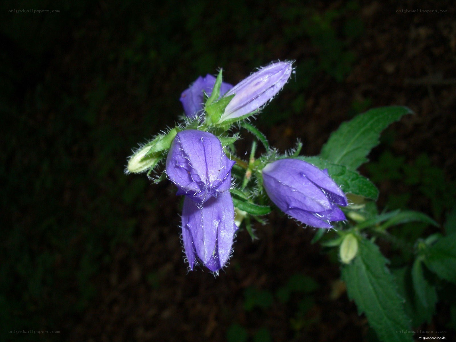 purple bell-shaped flowers