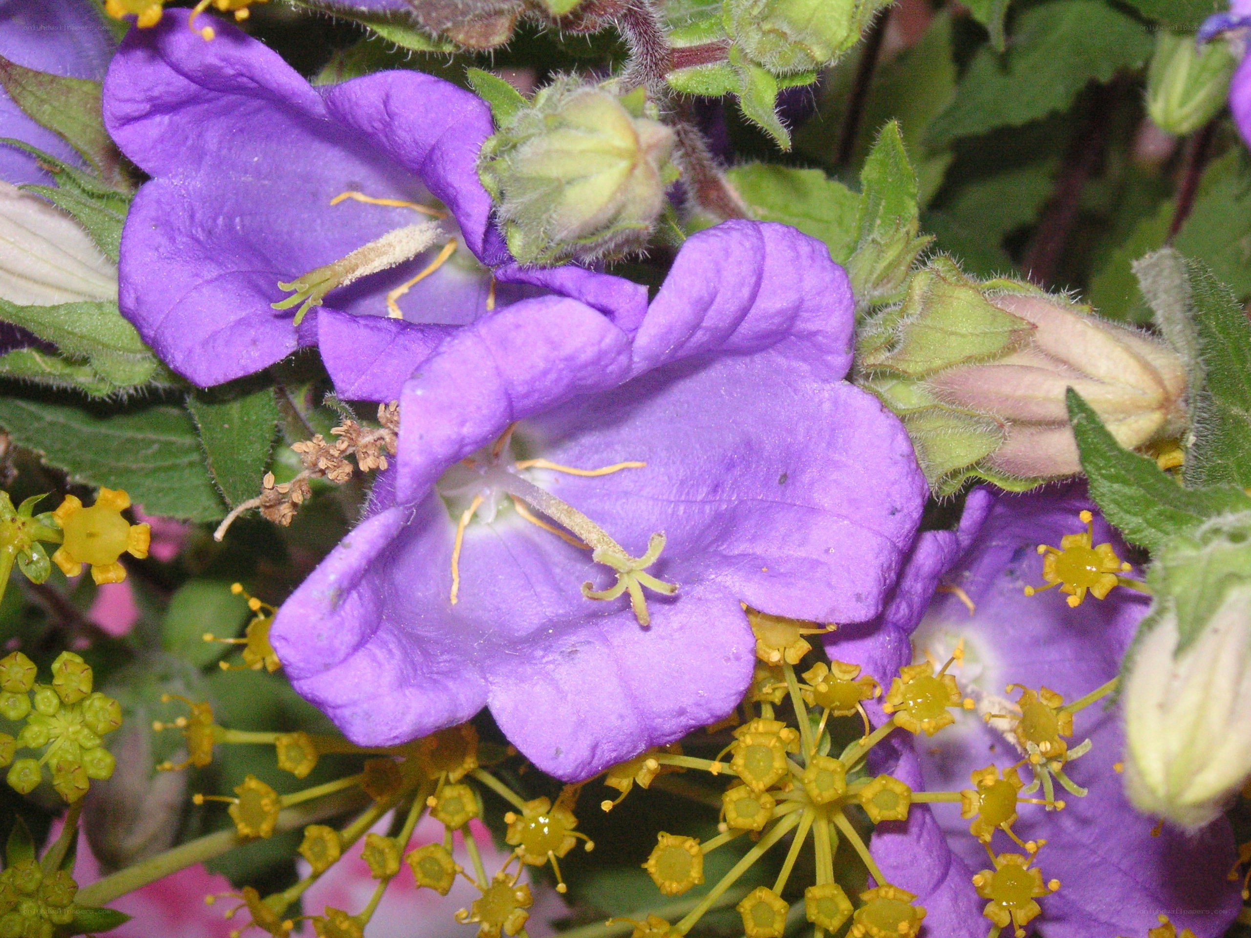 Purple bell-shaped flowers