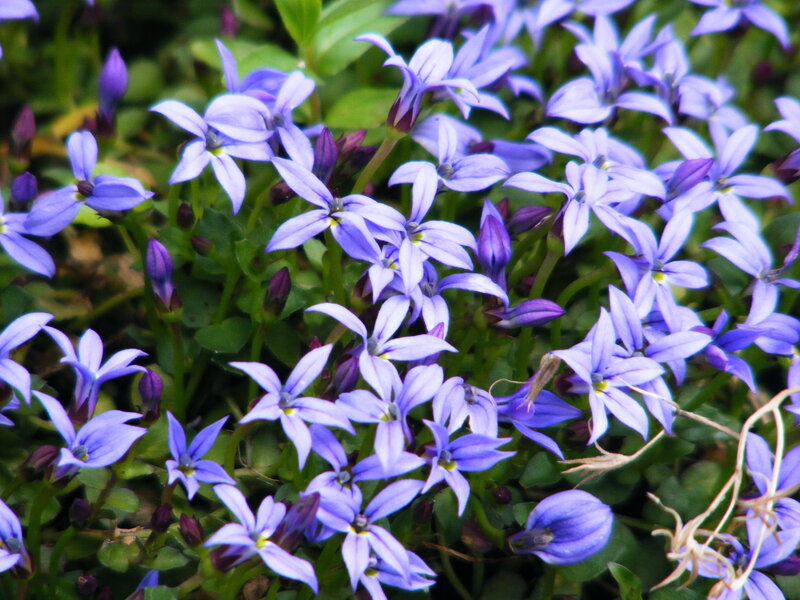 purple bell-shaped flowers