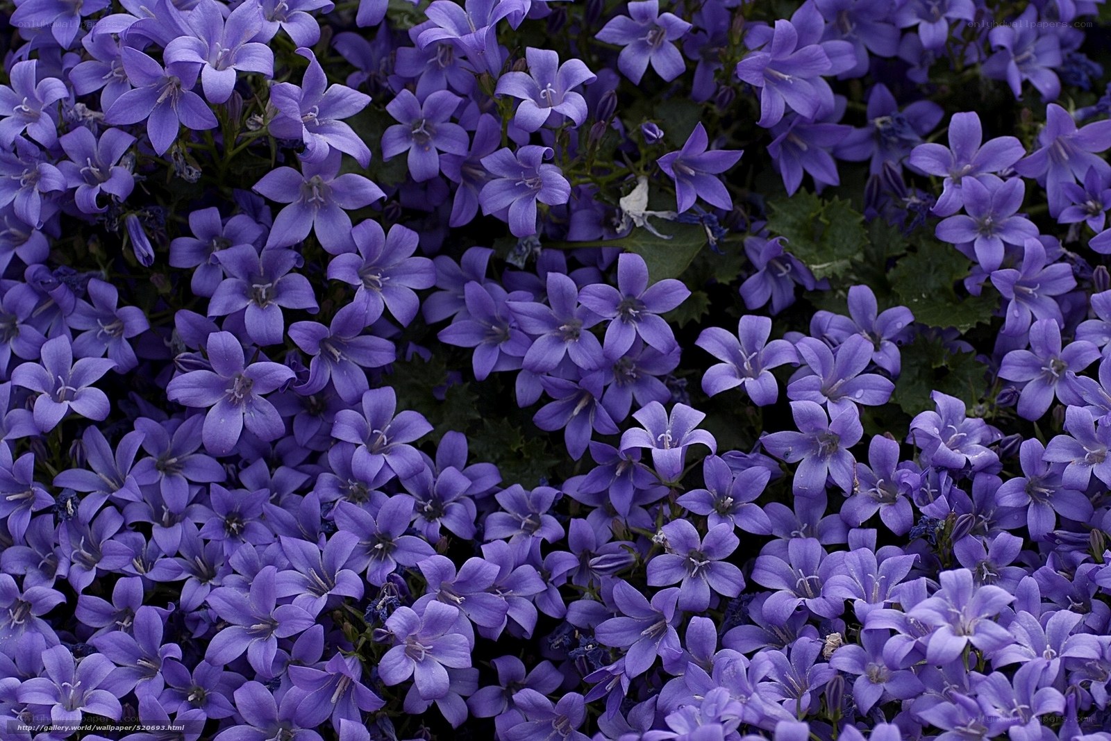 Purple bell-shaped flowers