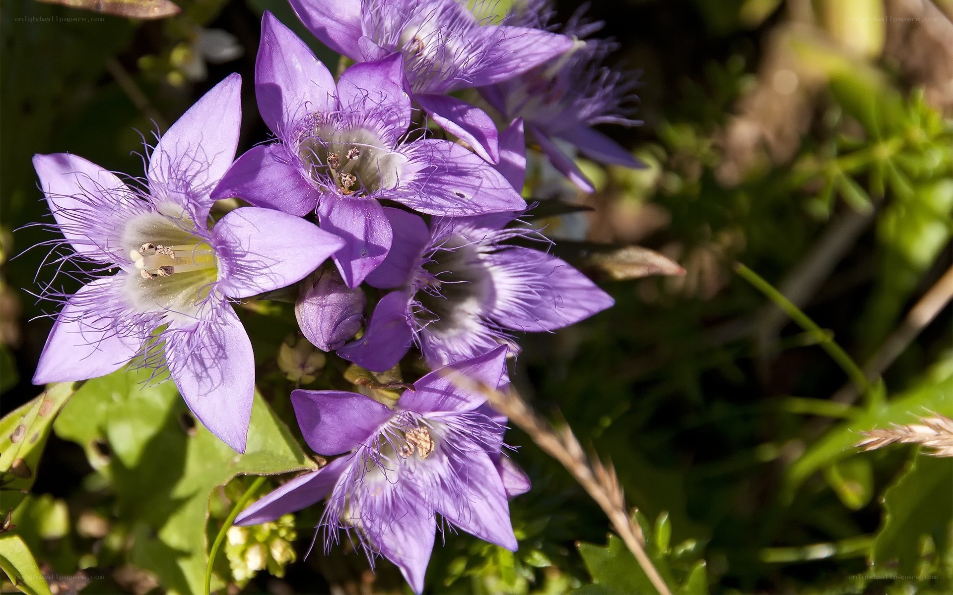 Purple bell-shaped flowers