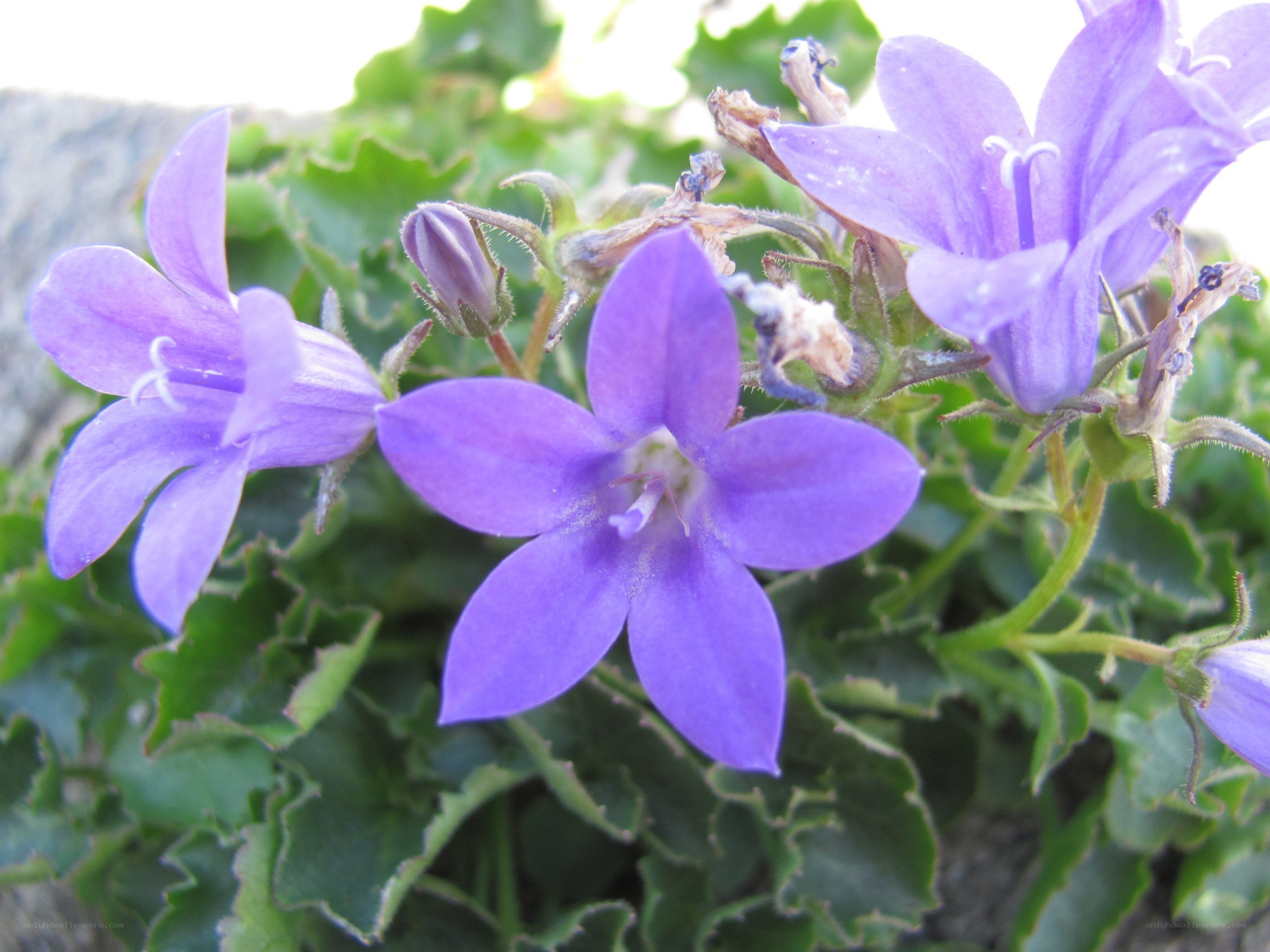 purple bell-shaped flowers