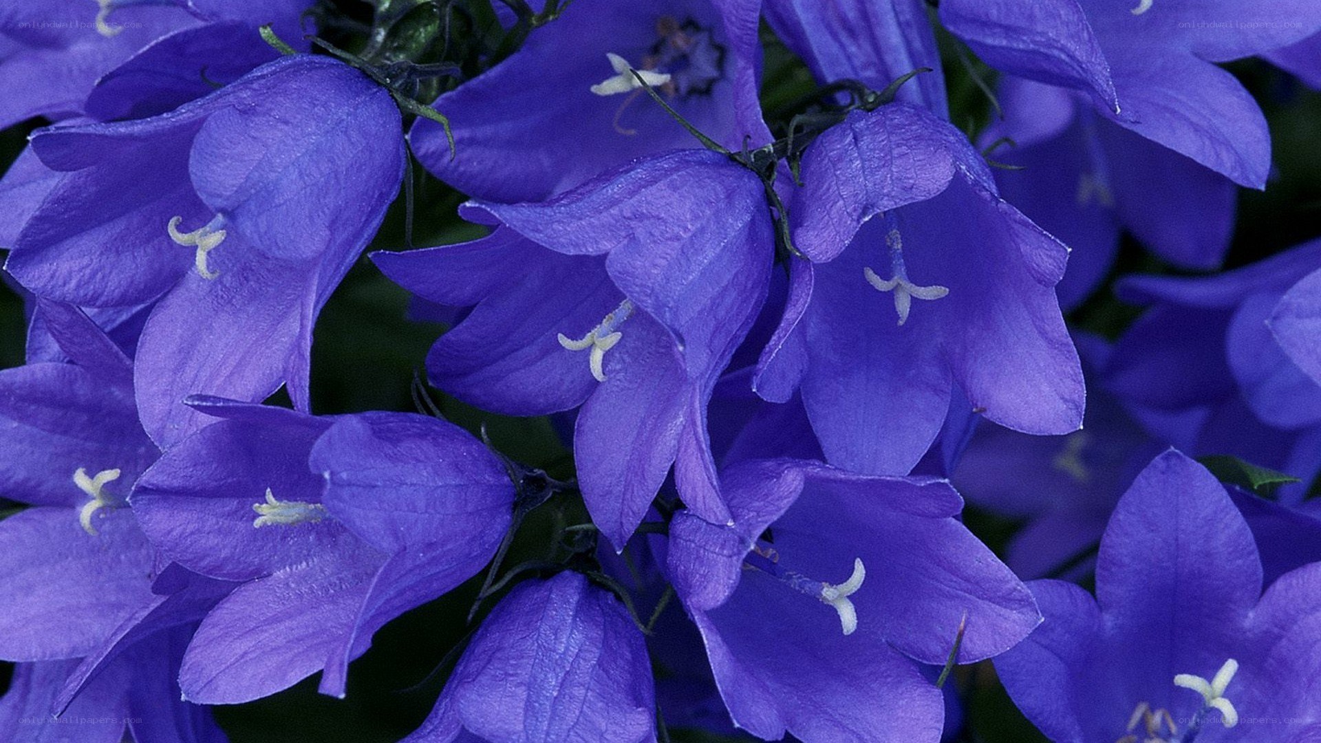 purple bell-shaped flowers