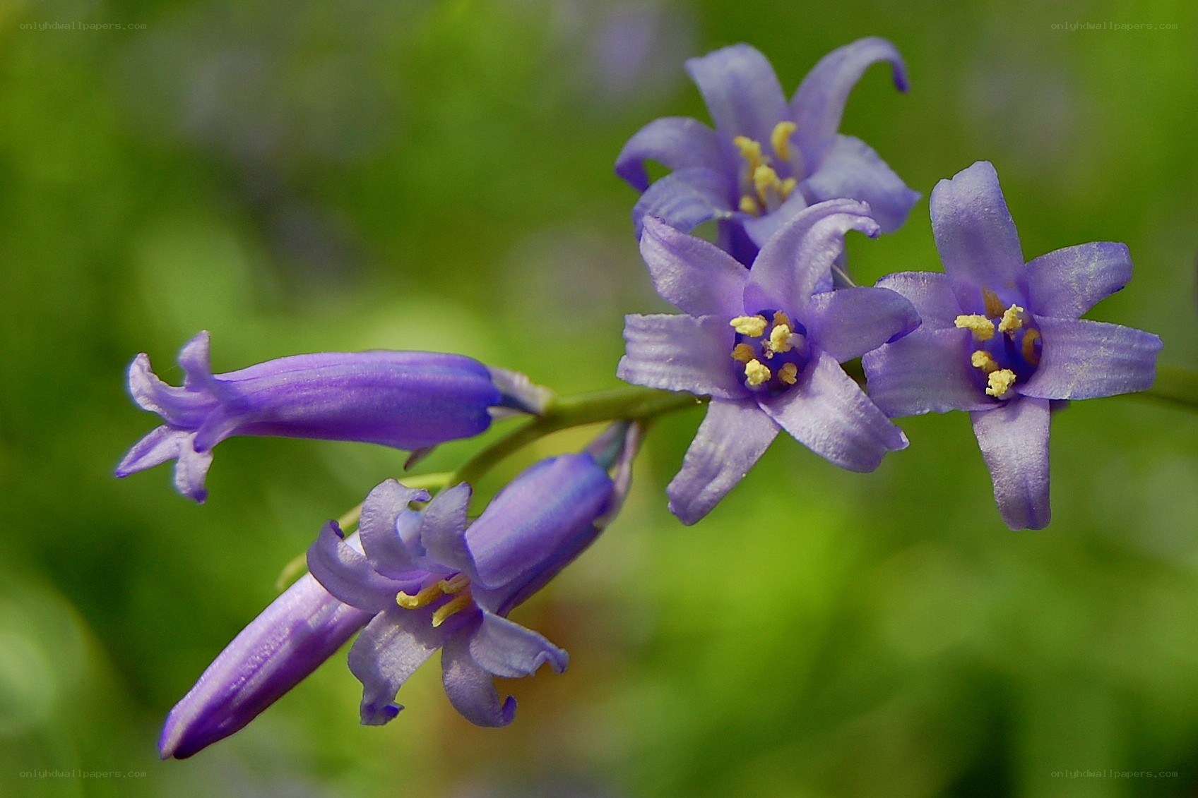 purple bell-shaped flowers
