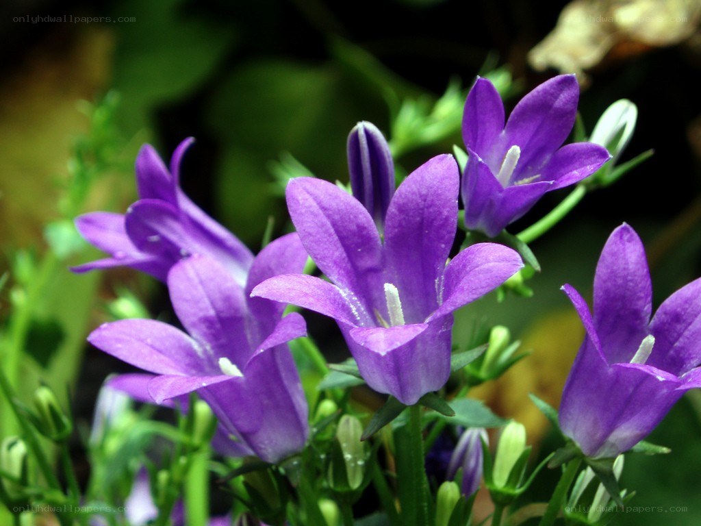 purple bell-shaped flowers