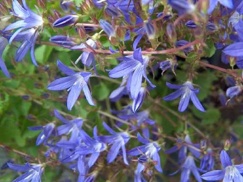 Purple Bell-shaped Flowers — Blue, Calm